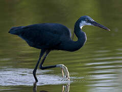 Western Reef Heron