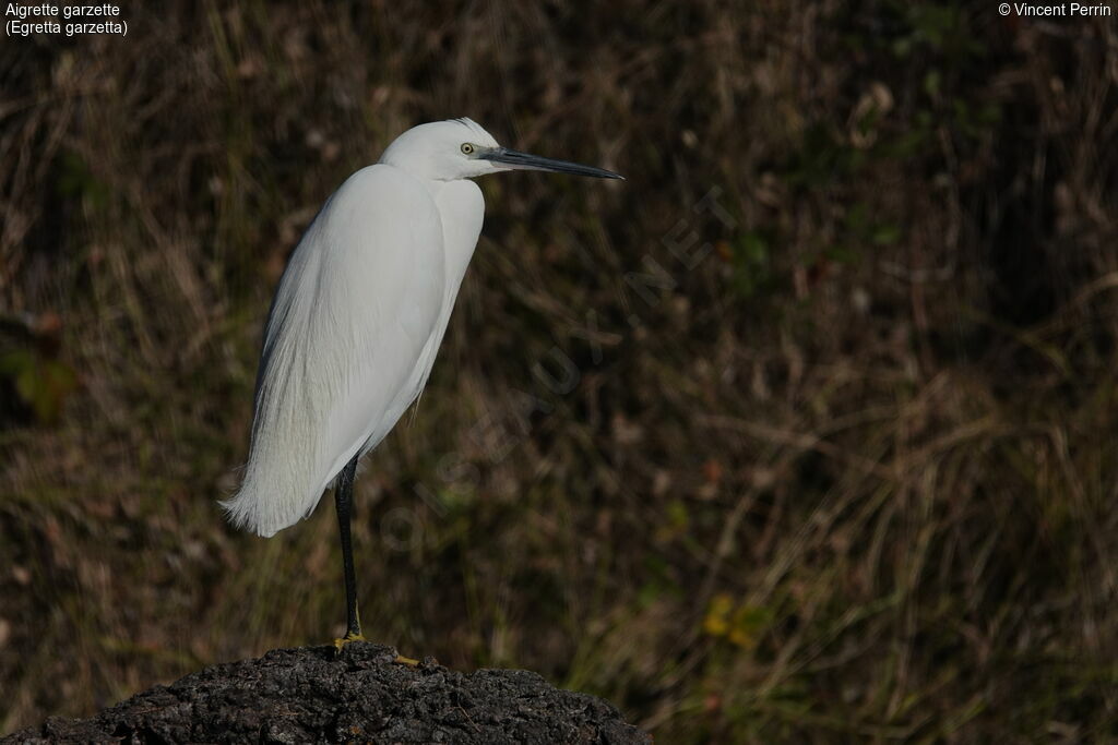 Little Egret