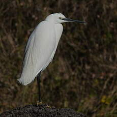 Aigrette garzette