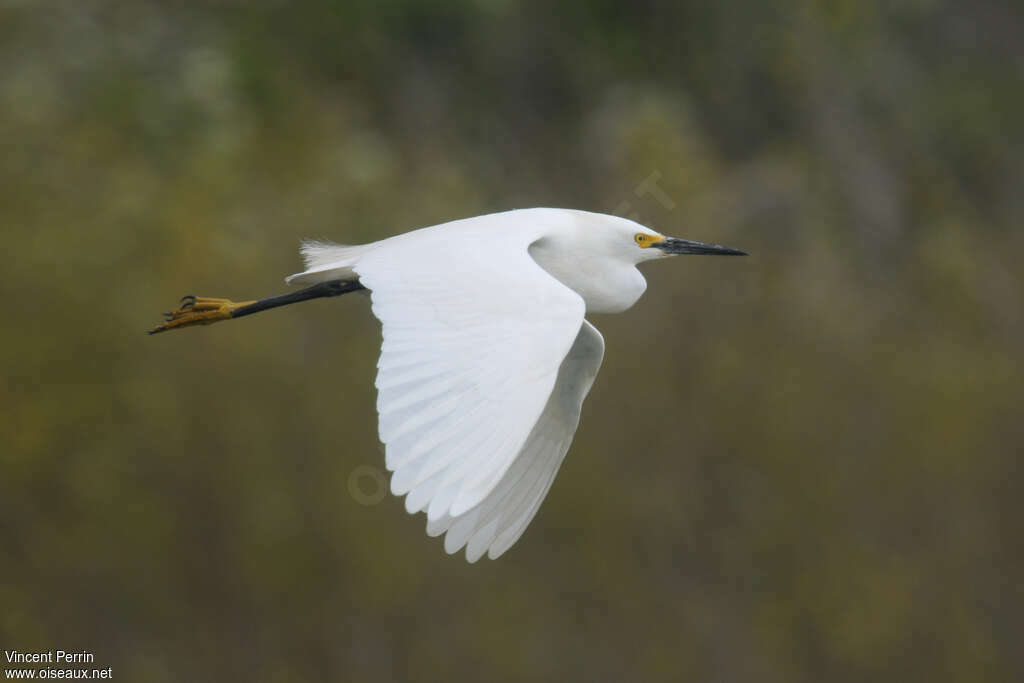 Aigrette neigeuseadulte