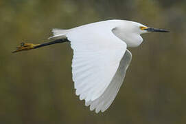 Snowy Egret