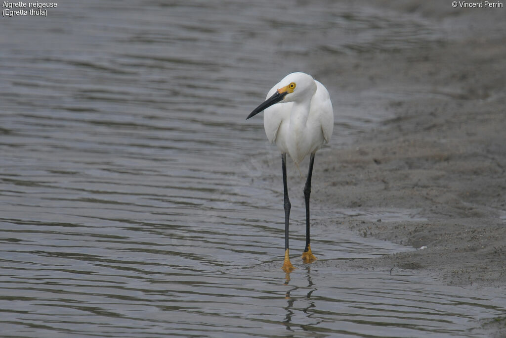 Aigrette neigeuseadulte