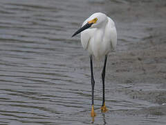 Snowy Egret