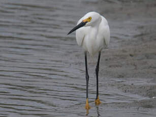 Aigrette neigeuse