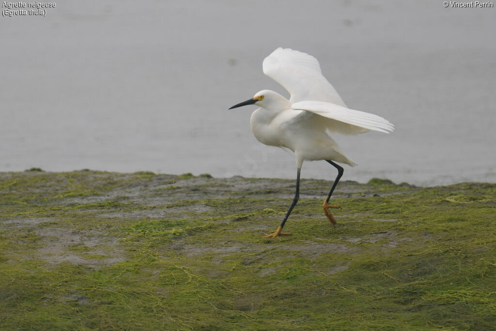 Snowy Egret