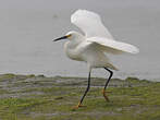 Aigrette neigeuse