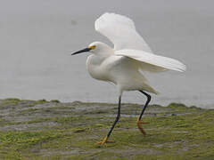 Aigrette neigeuse