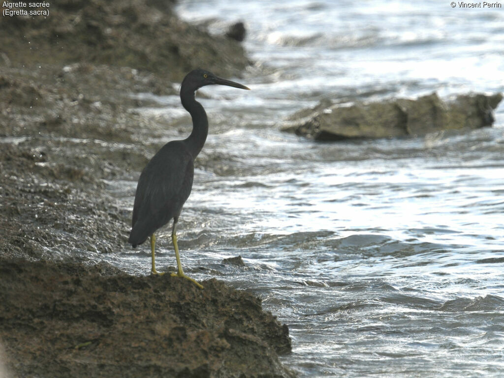 Pacific Reef Heron