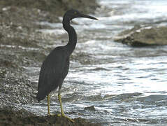 Pacific Reef Heron