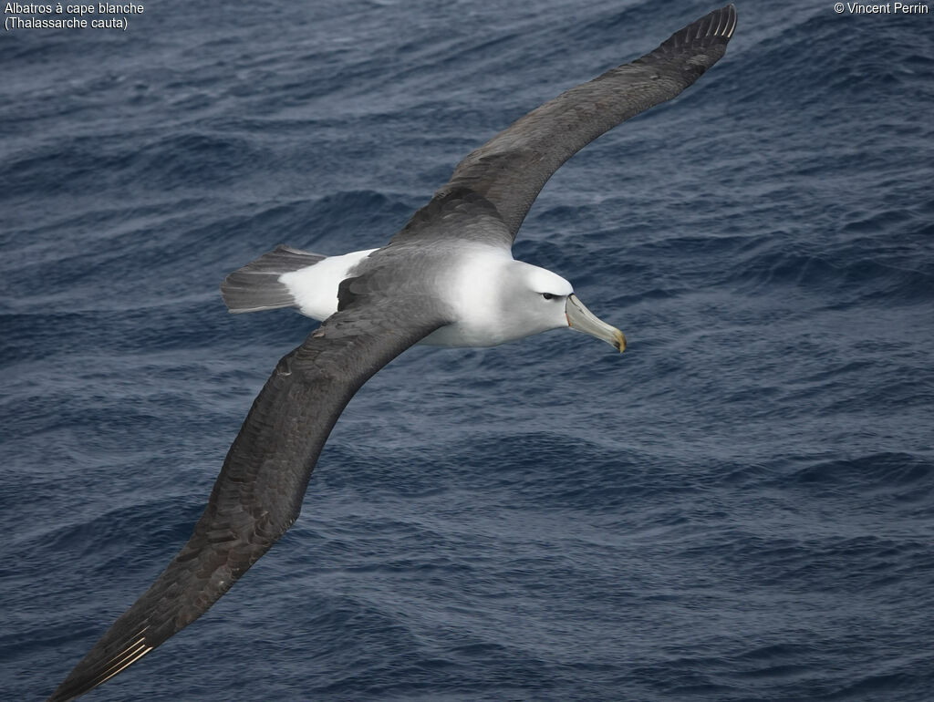 Albatros à cape blanche