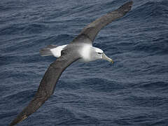 Albatros à cape blanche