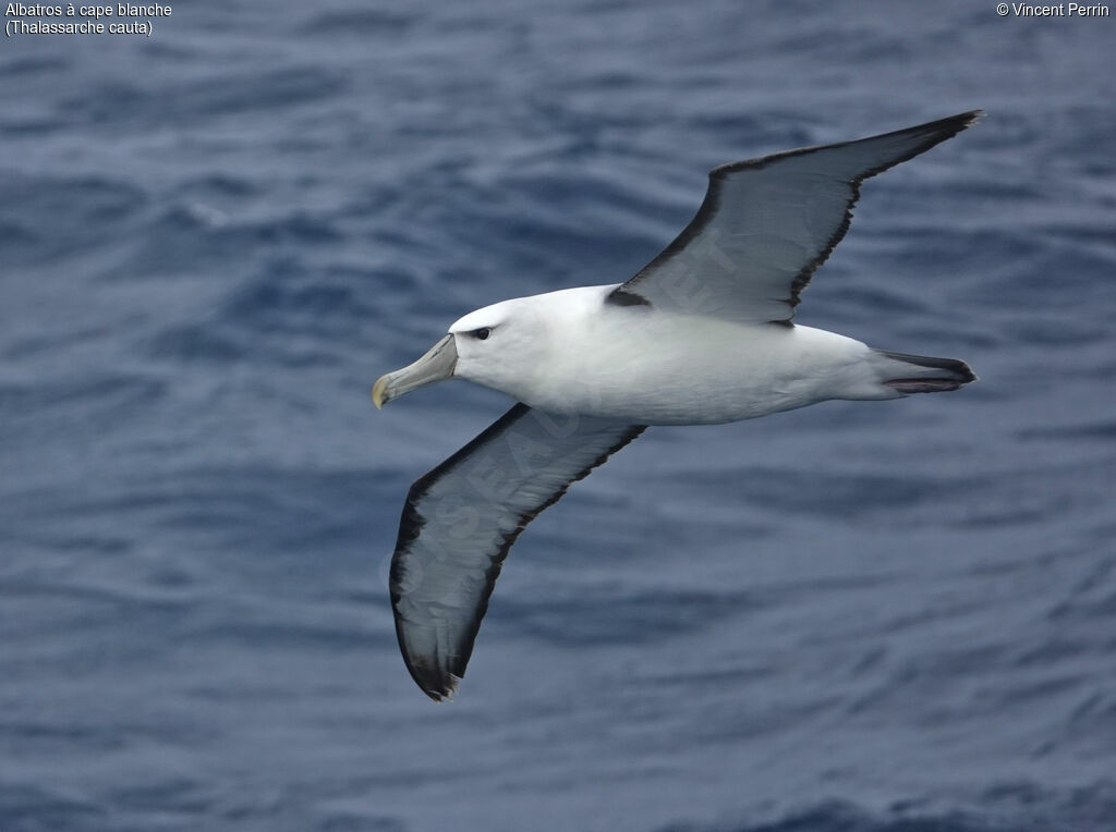 Shy Albatross