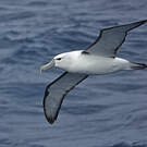 Albatros à cape blanche