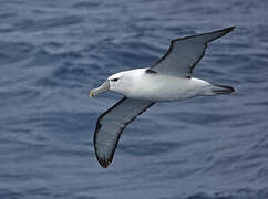 Albatros à cape blanche