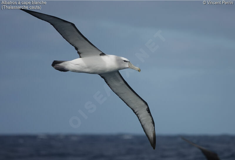 Albatros à cape blanchesubadulte, Vol