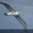 Albatros à cape blanche