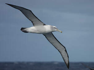 Albatros à cape blanche