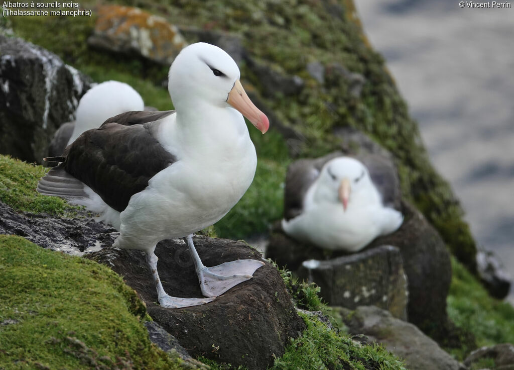 Albatros à sourcils noirs