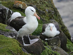 Black-browed Albatross