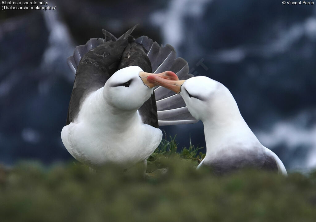 Albatros à sourcils noirs