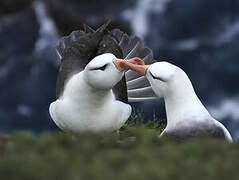 Black-browed Albatross