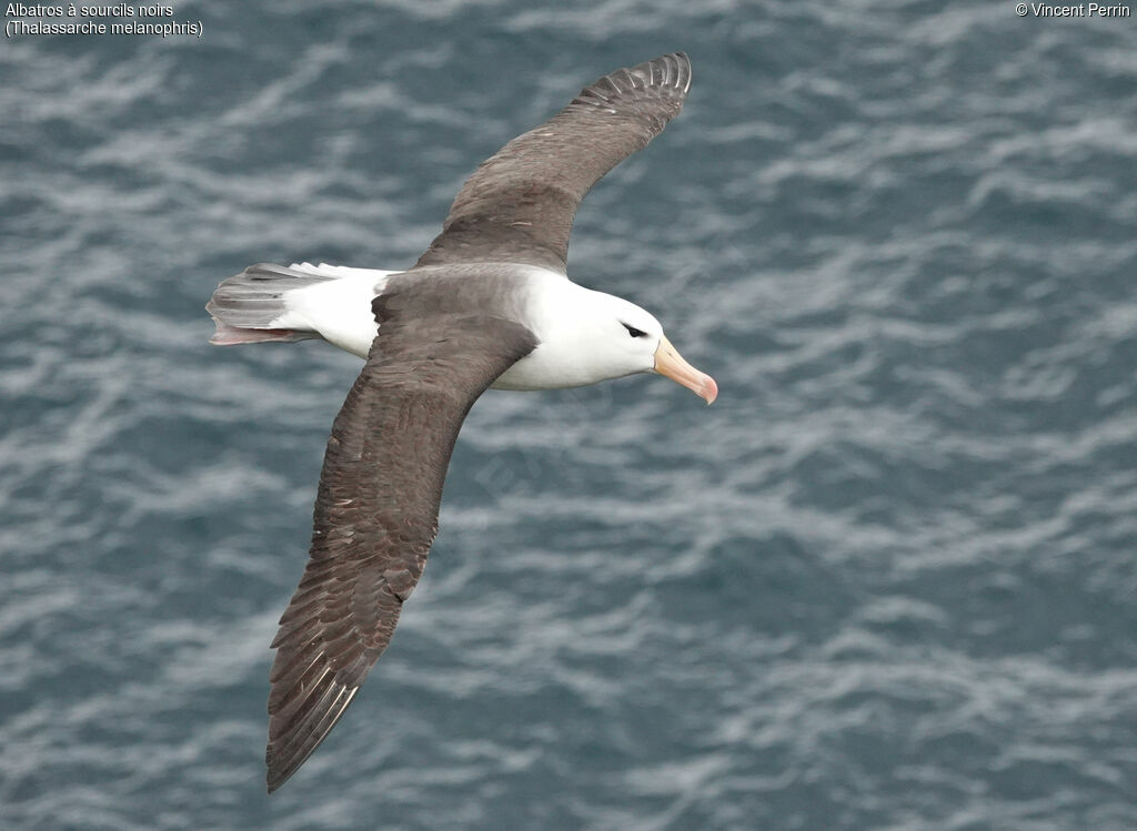 Albatros à sourcils noirs