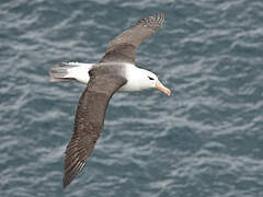 Black-browed Albatross