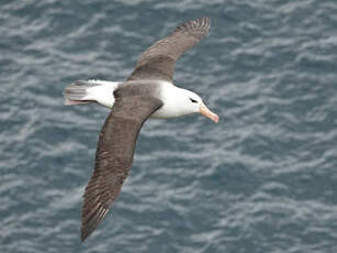 Albatros à sourcils noirs