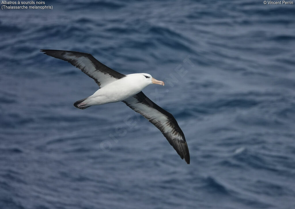 Albatros à sourcils noirs