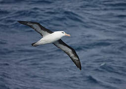 Black-browed Albatross