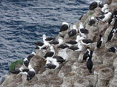 Black-browed Albatross