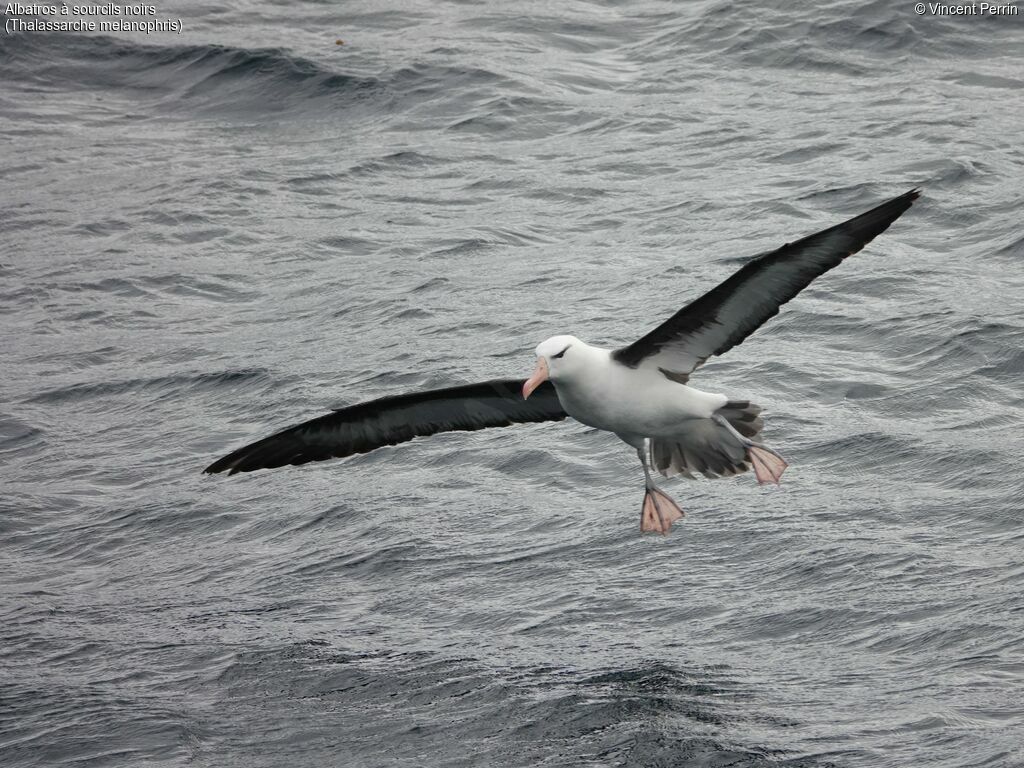 Albatros à sourcils noirs