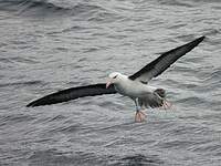 Albatros à sourcils noirs