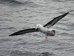 Black-browed Albatross