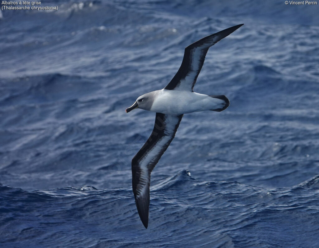 Grey-headed Albatross