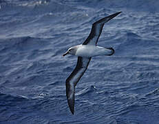 Grey-headed Albatross