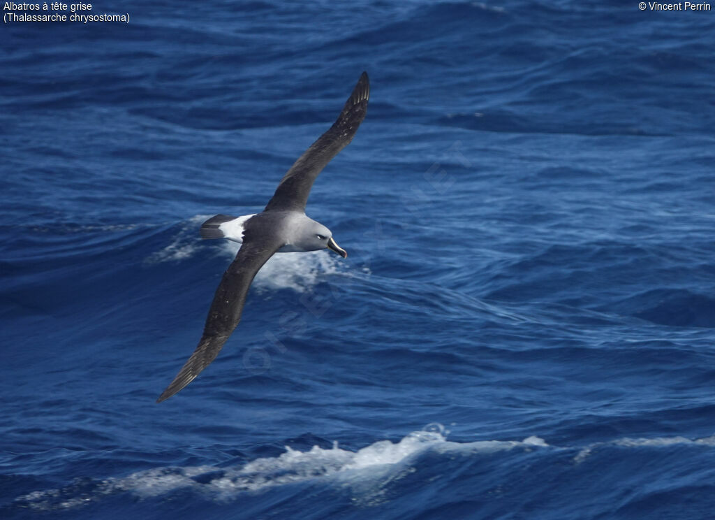 Albatros à tête griseadulte, Vol