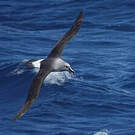 Albatros à tête grise