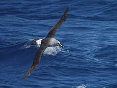 Grey-headed Albatross