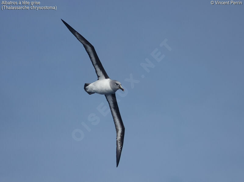 Albatros à tête griseadulte, Vol