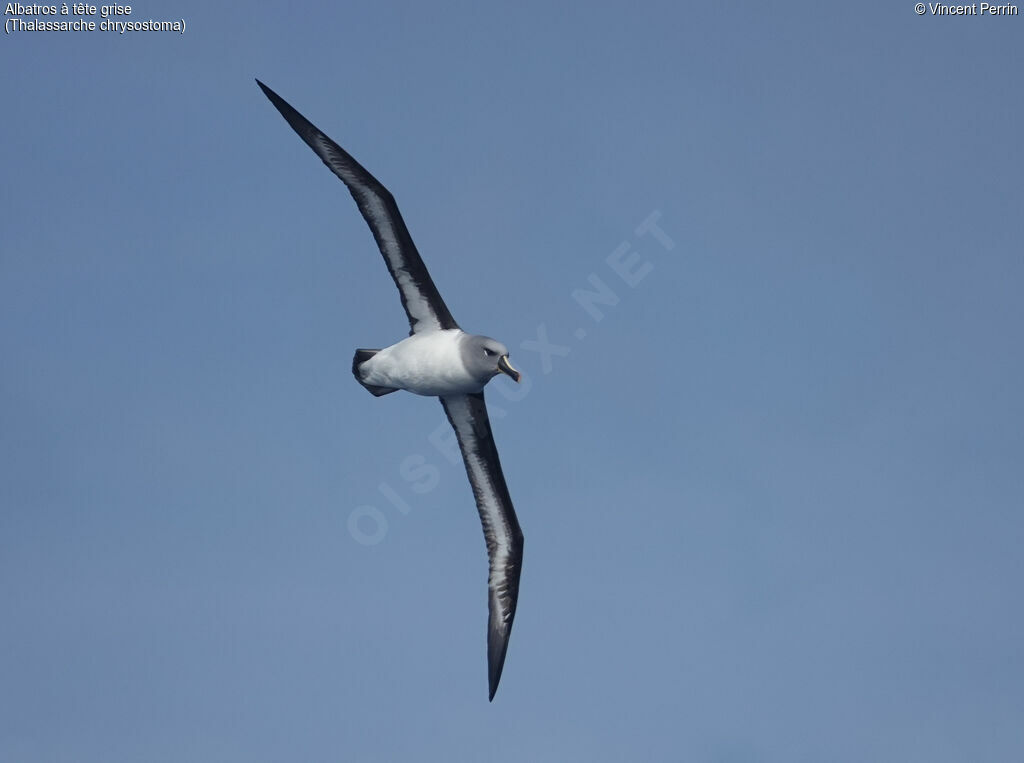 Albatros à tête griseadulte, Vol