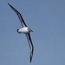 Albatros à tête grise