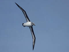 Grey-headed Albatross