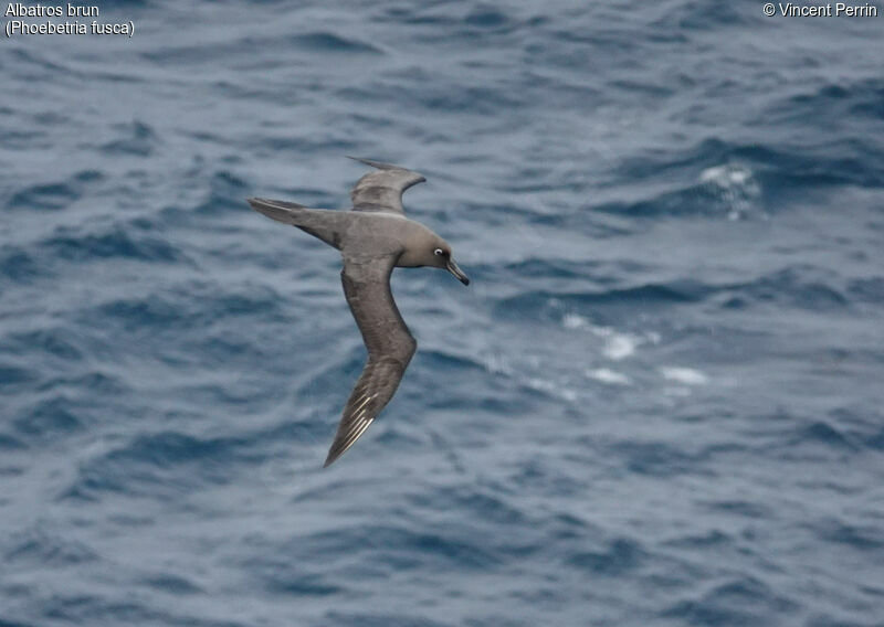 Sooty Albatrossadult, Flight, Reproduction-nesting