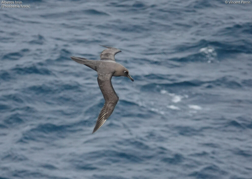 Sooty Albatrossadult, Flight, Reproduction-nesting