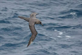 Sooty Albatross