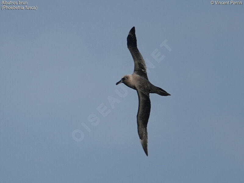 Sooty Albatross, Flight