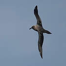 Albatros brun