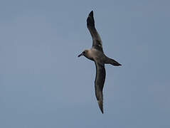 Sooty Albatross