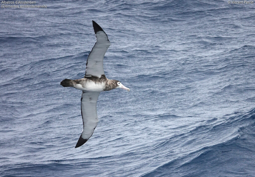 Amsterdam Albatross, Flight